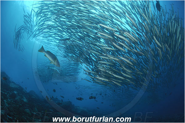 Malpelo, Columbia, Pacific ocean, Sphyraena idiastes, Sphyraena, Sphyraenidae, Pelican barracuda, Barracuda, Fish, Fish school, Reef, Mycteroperca olfax, Mycteroperca, Serranidae, Sailfin Grouper, Grouper