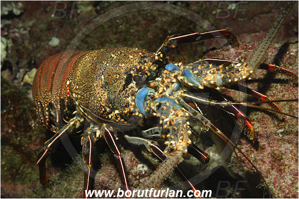 Malpelo, Columbia, Pacific ocean, Panulirus penicillatus, Panulirus, Palinuridae, Decapoda, Crustacea, Crustacean, Pronghorn spiny lobster, Spiny lobster, Lobster