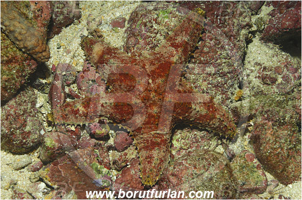 Malpelo, Columbia, Pacific ocean, Asteropsis carinifera, Asteropsis, Asteropseidae, Asteroidea, Echinodermata, Echinoderm, Starfish