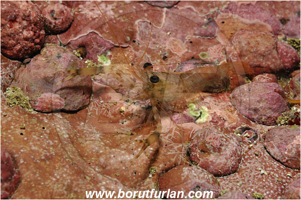 Malpelo, Columbia, Pacific ocean, Brachycarpus sp., Brachycarpus, Palaemonidae, Decapoda, Shrimp, Crustacea, Crustacean