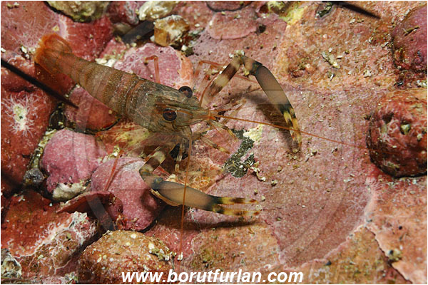 Malpelo, Columbia, Pacific ocean, Brachycarpus sp., Brachycarpus, Palaemonidae, Decapoda, Shrimp, Crustacea, Crustacean