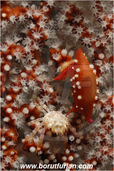 Malpelo, Columbia, Pacific ocean, Simnia avena, Simnia, Ovulidae, Cowry, Sea snail, Gastropoda, Mollusca, Mollusc, Decapoda, Crab, Crustacea, Crustacean, Unidentified