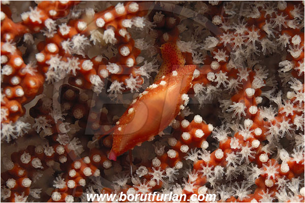 Malpelo, Columbia, Pacific ocean, Simnia avena, Simnia, Ovulidae, Cowry, Sea snail, Gastropoda, Mollusca, Mollusc