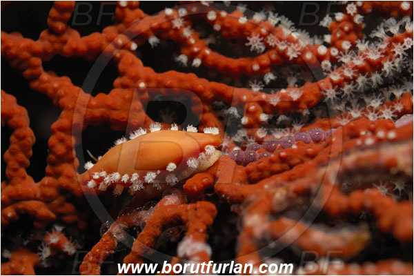 Malpelo, Columbia, Pacific ocean, Simnia avena, Simnia, Ovulidae, Cowry, Sea snail, Gastropoda, Mollusca, Mollusc