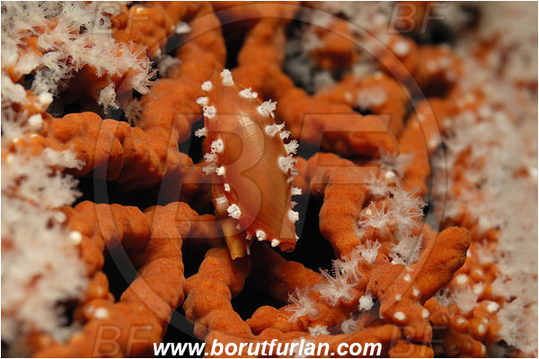 Malpelo, Columbia, Pacific ocean, Simnia avena, Simnia, Ovulidae, Cowry, Sea snail, Gastropoda, Mollusca, Mollusc