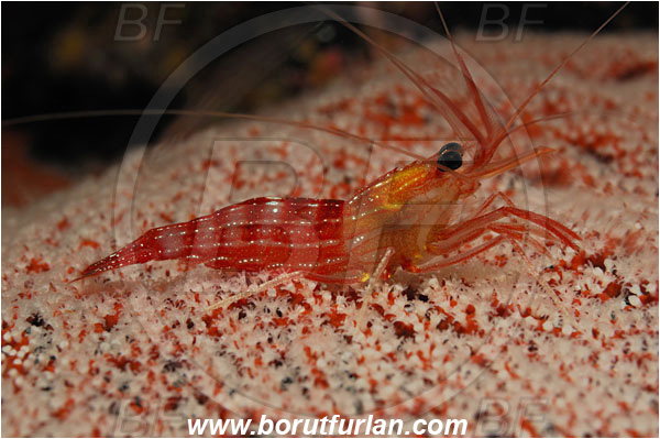 Malpelo, Columbia, Pacific ocean, Lysmata sp., Lysmata, Lysmatidae, Decapoda, Shrimp, Crustacea, Crustacean, Pacifigorgia sp., Pacifigorgia, Gorgoniidae, Anthozoa, Cnidaria, Cnidarian, Sea fan, Gorgonian
