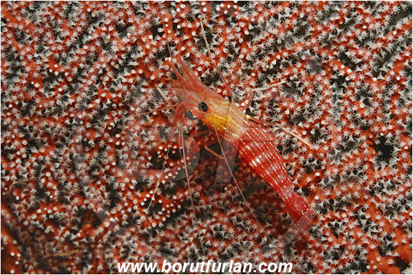 Malpelo, Columbia, Pacific ocean, Lysmata sp., Lysmata, Lysmatidae, Decapoda, Shrimp, Crustacea, Crustacean, Pacifigorgia sp., Pacifigorgia, Gorgoniidae, Anthozoa, Cnidaria, Cnidarian, Sea fan, Gorgonian