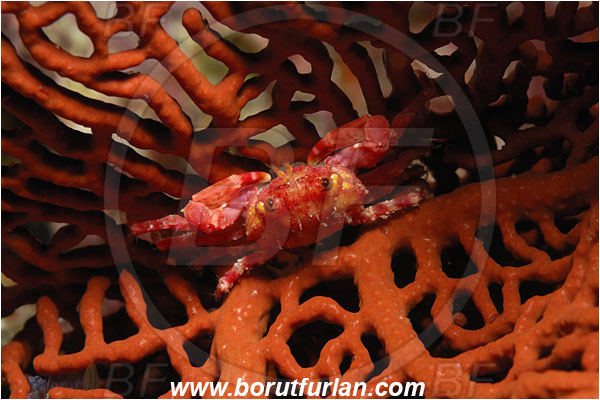 Malpelo, Columbia, Pacific ocean, Decapoda, Crab, Crustacea, Crustacean, Unidentified