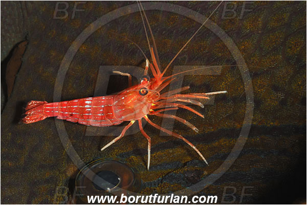 Malpelo, Columbia, Pacific ocean, Lysmata sp., Lysmata, Lysmatidae, Decapoda, Shrimp, Crustacea, Crustacean, Fish, Eye