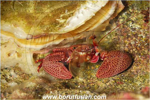 Malpelo, Columbia, Pacific ocean, Petrolisthes edwardsii, Petrolisthes, Porcellanidae, Decapoda, Crustacea, Crustacean, Porcelain crab, Crab