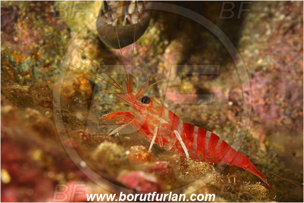 Malpelo, Columbia, Pacific ocean, Cinetorhynchus hiatti, Cinetorhynchus, Rhynchocinetidae, Decapoda, Candystripe shrimp, Shrimp, Crustacea, Crustacean