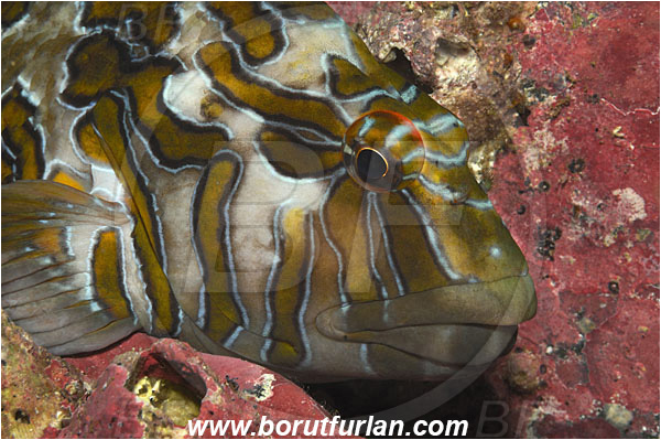 Malpelo, Columbia, Pacific ocean, Cirrhitus rivulatus, Cirrhitus, Cirrhitidae, Giant hawkfish, Hawkfish, Fish, Portrait