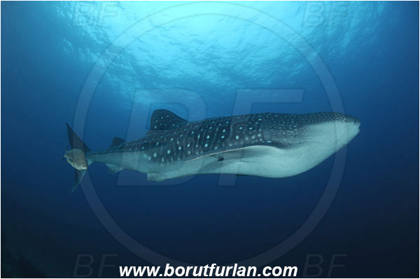 Malpelo, Columbia, Pacific ocean, Rhincodon typus, Rhincodon, Rhincodontidae, Elasmobranchii, Whale shark, Shark, Fish, Mycteroperca olfax, Mycteroperca, Serranidae, Sailfin Grouper, Grouper