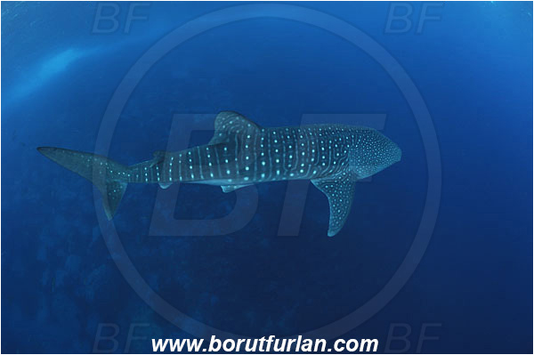 Malpelo, Columbia, Pacific ocean, Rhincodon typus, Rhincodon, Rhincodontidae, Elasmobranchii, Whale shark, Shark, Fish