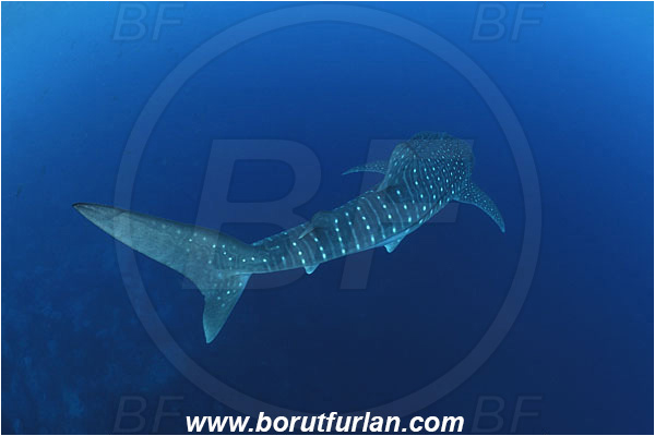 Malpelo, Columbia, Pacific ocean, Rhincodon typus, Rhincodon, Rhincodontidae, Elasmobranchii, Whale shark, Shark, Fish