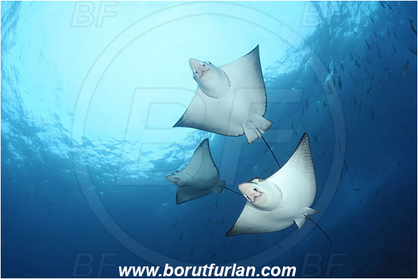 Malpelo, Columbia, Pacific ocean, Aetobatus narinari, Aetobatus, Myliobatidae, Elasmobranchii, Spotted eagle ray, Eagle ray, Fish