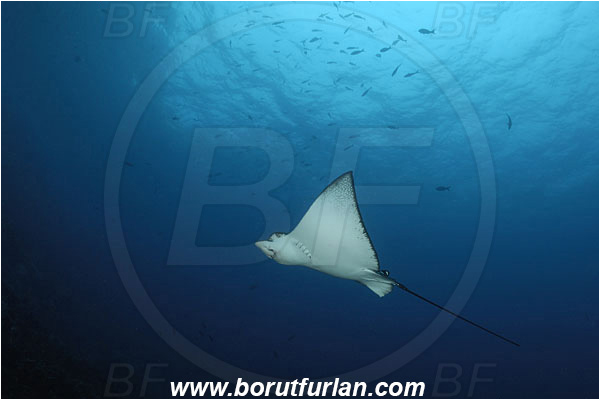 Malpelo, Columbia, Pacific ocean, Aetobatus narinari, Aetobatus, Myliobatidae, Elasmobranchii, Spotted eagle ray, Eagle ray, Fish