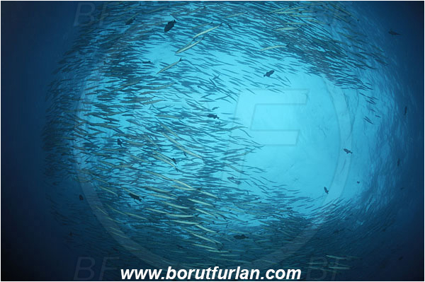 Malpelo, Columbia, Pacific ocean, Sphyraena idiastes, Sphyraena, Sphyraenidae, Pelican barracuda, Barracuda, Fish, Fish school