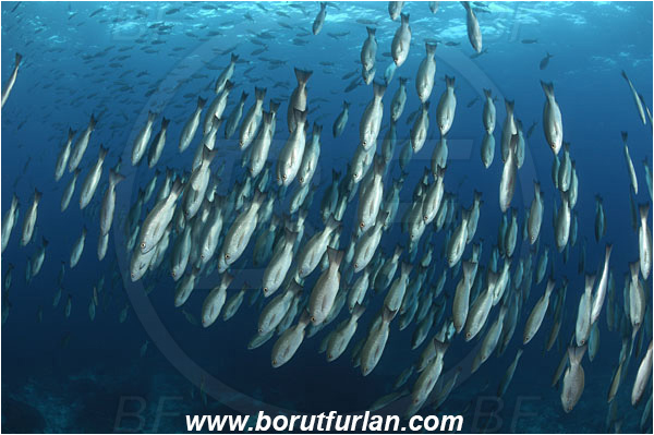 Malpelo, Columbia, Pacific ocean, Lutjanus jordani, Lutjanus, Lutjanidae, Jordan