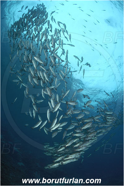 Malpelo, Columbia, Pacific ocean, Lutjanus jordani, Lutjanus, Lutjanidae, Jordan