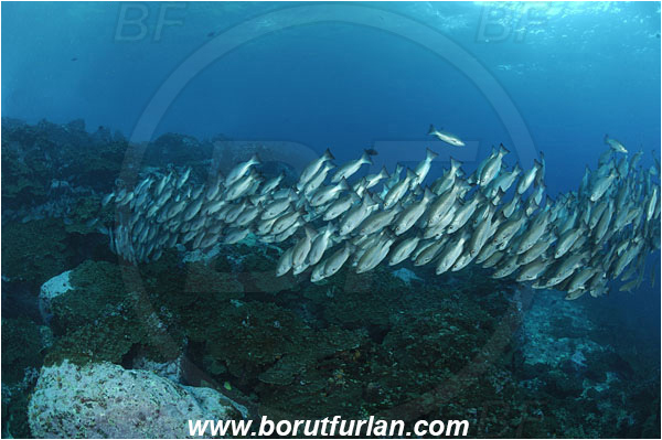 Malpelo, Columbia, Pacific ocean, Lutjanus jordani, Lutjanus, Lutjanidae, Jordan
