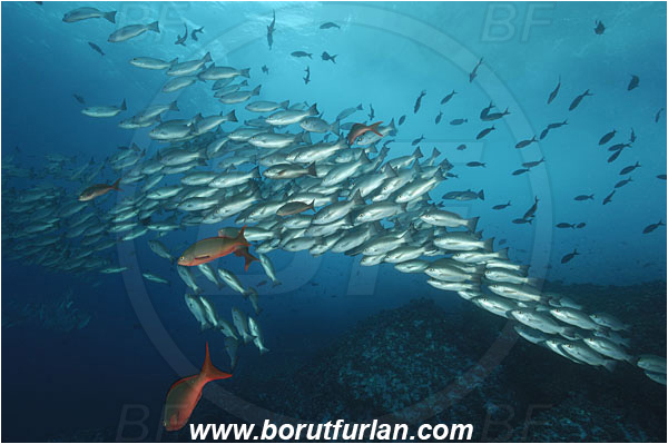 Malpelo, Columbia, Pacific ocean, Lutjanus jordani, Lutjanus, Lutjanidae, Jordan