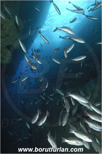 Malpelo, Columbia, Pacific ocean, Lutjanus jordani, Lutjanus, Lutjanidae, Jordan
