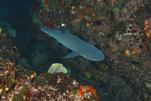 Islas Seccas, Panama, Pacific ocean, Triaenodon obesus, Triaenodon, Carcharhinidae, Elasmobranchii, Whitetip reef shark, Shark, Fish, Reef