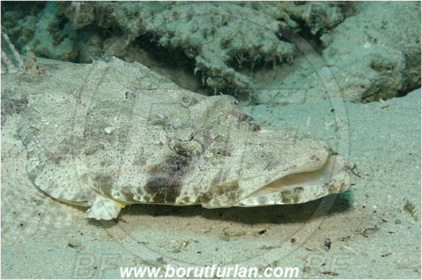 Marsa Shagra, Marsa Alam, Egypt, Red sea, Papilloculiceps longiceps, Papilloculiceps, Platycephalidae, Tentacled flathead, Flathead, Fish, Portrait