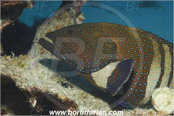 Marsa Shagra, Marsa Alam, Egypt, Red sea, Cephalopholis argus, Cephalopholis, Serranidae, Peacock grouper, Grouper, Fish, Portrait