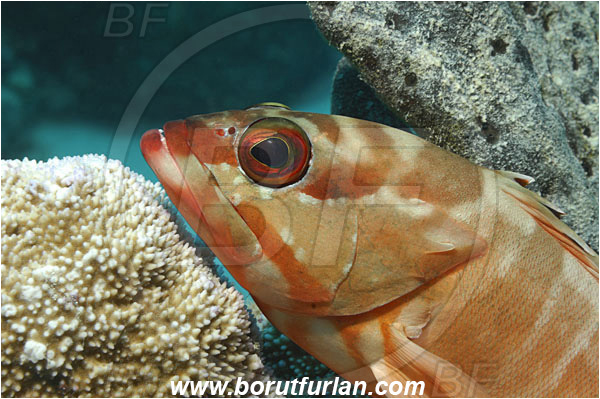 Marsa Shagra, Marsa Alam, Egypt, Red sea, Epinephelus fasciatus, Epinephelus, Serranidae, Blacktip grouper, Grouper, Fish, Portrait