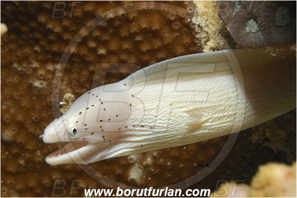 Marsa Shagra, Marsa Alam, Egypt, Red sea, Gymnothorax griseus, Gymnothorax, Muraenidae, Peppered Moray, Geometric moray, Moray, Fish, Portrait