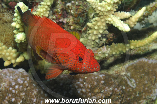 Marsa Shagra, Marsa Alam, Egypt, Red sea, Cephalopholis hemistiktos, Cephalopholis, Serranidae, Yellowfin hind, Grouper, Fish