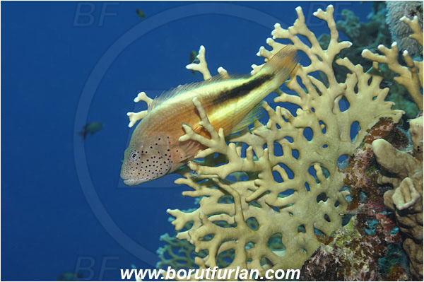 Marsa Shagra, Marsa Alam, Egypt, Red sea, Paracirrhites forsteri, Paracirrhites, Cirrhitidae, Blackside Hawkfish, Hawkfish, Fish