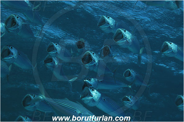 Marsa Shagra, Marsa Alam, Egypt, Red sea, Rastrelliger kanagurta, Rastrelliger, Scombridae, Indian mackerel, Fish, Feeding, Fish school