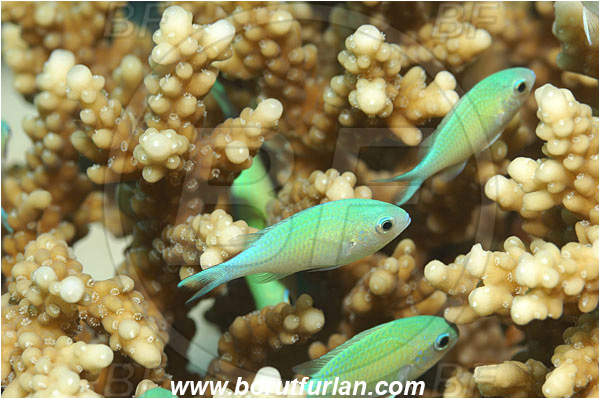 Marsa Shagra, Marsa Alam, Egypt, Red sea, Chromis viridis, Chromis, Pomacentridae, Blue-green chromis, Fish