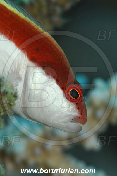 Marsa Shagra, Marsa Alam, Egypt, Red sea, Paracirrhites forsteri, Paracirrhites, Cirrhitidae, Blackside Hawkfish, Hawkfish, Fish, Portrait