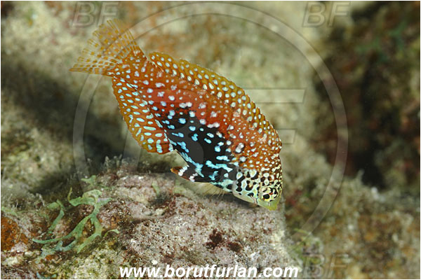 Marsa Shagra, Marsa Alam, Egypt, Red sea, Macropharyngodon bipartitus, Macropharyngodon, Labridae, Splendid Leopard Wrasse, Vermiculate Wrasse, Wrasse, Fish, Female