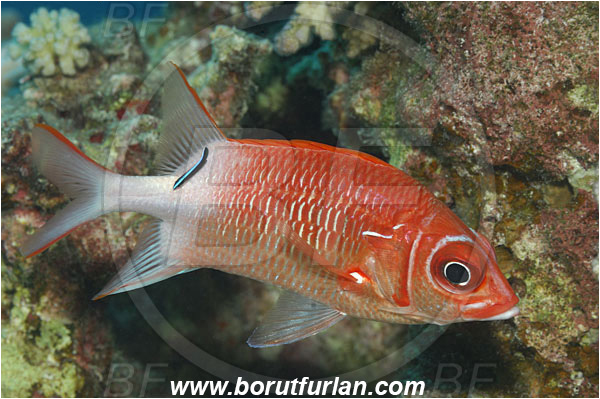 Marsa Shagra, Marsa Alam, Egypt, Red sea, Sargocentron caudimaculatum, Sargocentron, Holocentridae, Silverspot Squirrelfish, Whitetail Squirrelfish, Squirrelfish, Fish