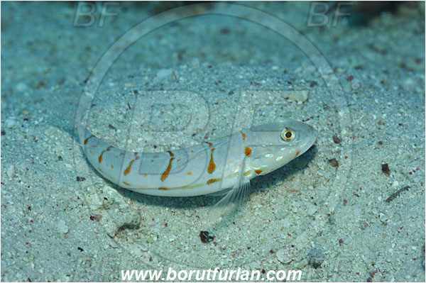 Egypt, Fish, Goby, Maiden goby, Marsa Abu Dabul, Marsa Alam, Valenciennea, Valenciennea puellaris