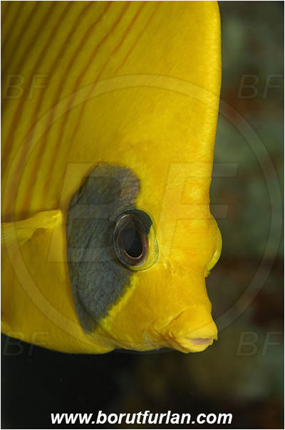 Marsa Shagra, Marsa Alam, Egypt, Red sea, Chaetodon semilarvatus, Chaetodon, Chaetodontidae, Masked Butterflyfish, Butterflyfish, Fish, Portrait