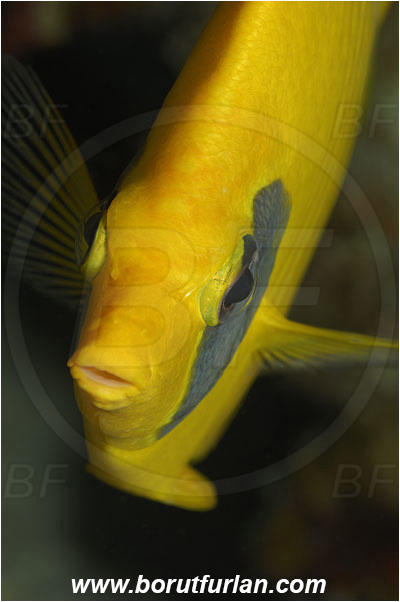 Marsa Shagra, Marsa Alam, Egypt, Red sea, Chaetodon semilarvatus, Chaetodon, Chaetodontidae, Masked Butterflyfish, Butterflyfish, Fish, Portrait