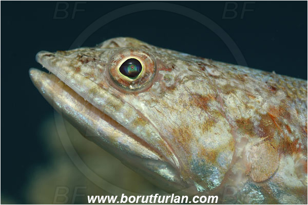 Marsa Shagra, Marsa Alam, Egypt, Red sea, Synodus variegatus, Synodus, Synodontidae, Variegated lizardfish, Lizardfish, Fish, Portrait