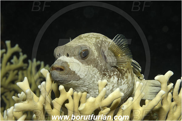 Marsa Shagra, Marsa Alam, Egypt, Red sea, Arothron diadematus, Arothron, Tetraodontidae, Masked puffer, Puffer, Fish, Portrait, Night