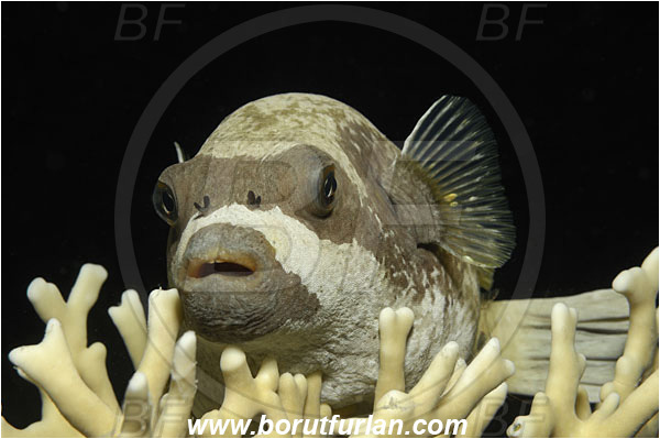 Marsa Shagra, Marsa Alam, Egypt, Red sea, Arothron diadematus, Arothron, Tetraodontidae, Masked puffer, Puffer, Fish, Portrait, Night