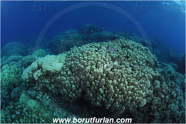 Shaab Abu Dabab, Marsa Alam, Egypt, Red sea, Porites nodifera, Porites, Poritidae, Hard coral, Dome coral, Coral, Anthozoa, Cnidaria, Cnidarian, Reef