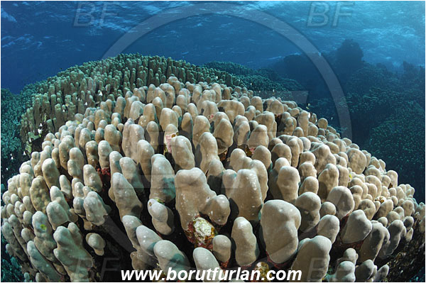 Shaab Abu Dabab, Marsa Alam, Egypt, Red sea, Porites nodifera, Porites, Poritidae, Hard coral, Dome coral, Coral, Anthozoa, Cnidaria, Cnidarian, Reef