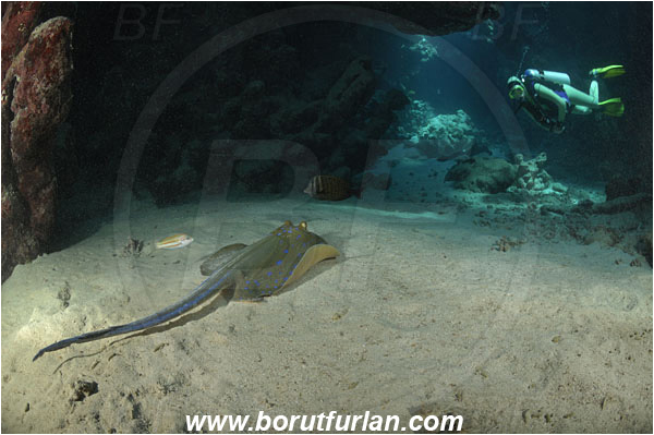 Shaab Abu Dabab, Marsa Alam, Egypt, Red sea, Taeniura lymma, Taeniura, Dasyatidae, Elasmobranchii, Bluespotted ribbontail ray, Blue spotted stingray, Stingray, Reef, Cave, Diver, Fish