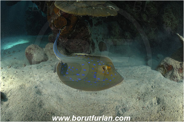 Shaab Abu Dabab, Marsa Alam, Egypt, Red sea, Taeniura lymma, Taeniura, Dasyatidae, Elasmobranchii, Bluespotted ribbontail ray, Blue spotted stingray, Stingray, Reef, Cave, Fish
