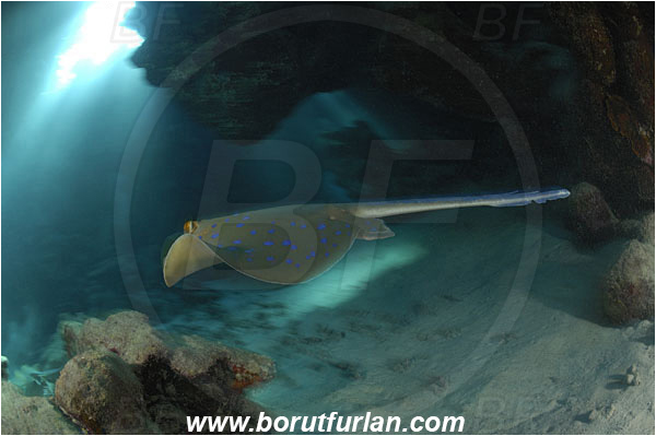 Shaab Abu Dabab, Marsa Alam, Egypt, Red sea, Taeniura lymma, Taeniura, Dasyatidae, Elasmobranchii, Bluespotted ribbontail ray, Blue spotted stingray, Stingray, Reef, Cave, Light rays, Fish